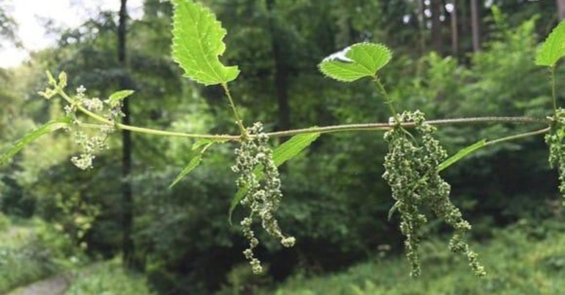 Nettle seeds - All info about the superfood