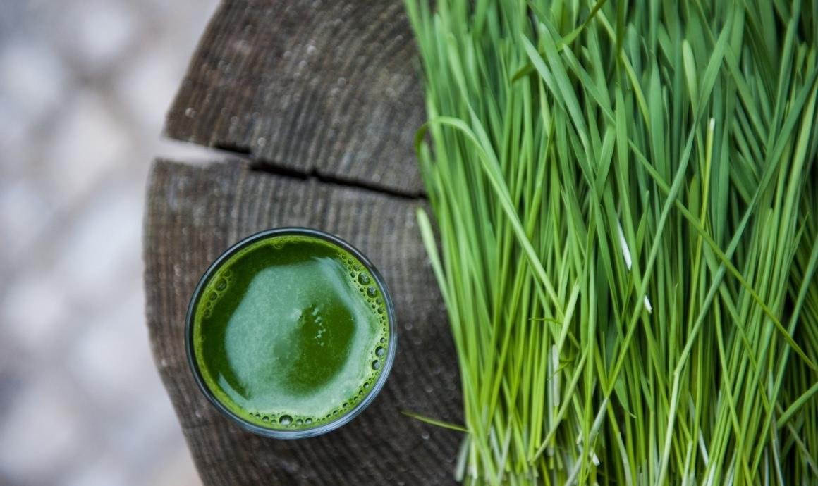 Boost your immune system with wheatgrass juice