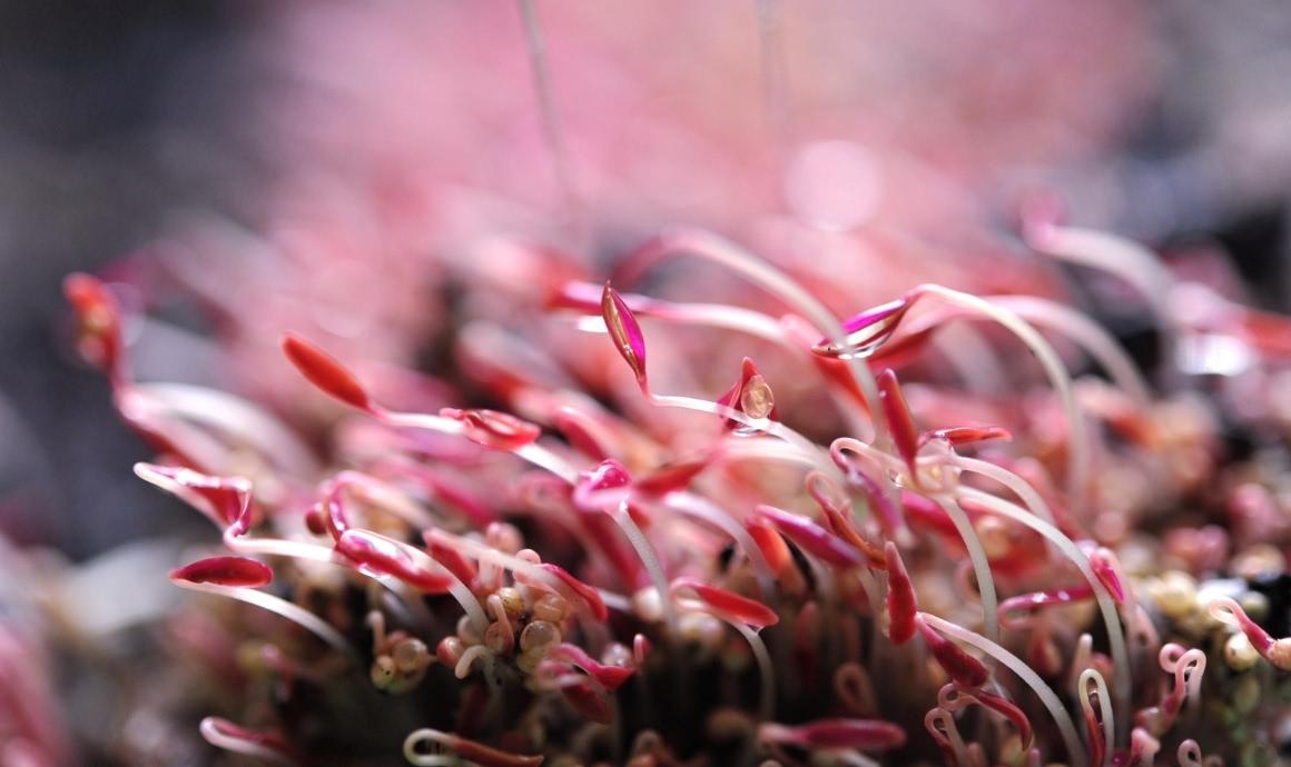 Microgreens: Amaranth plantlets