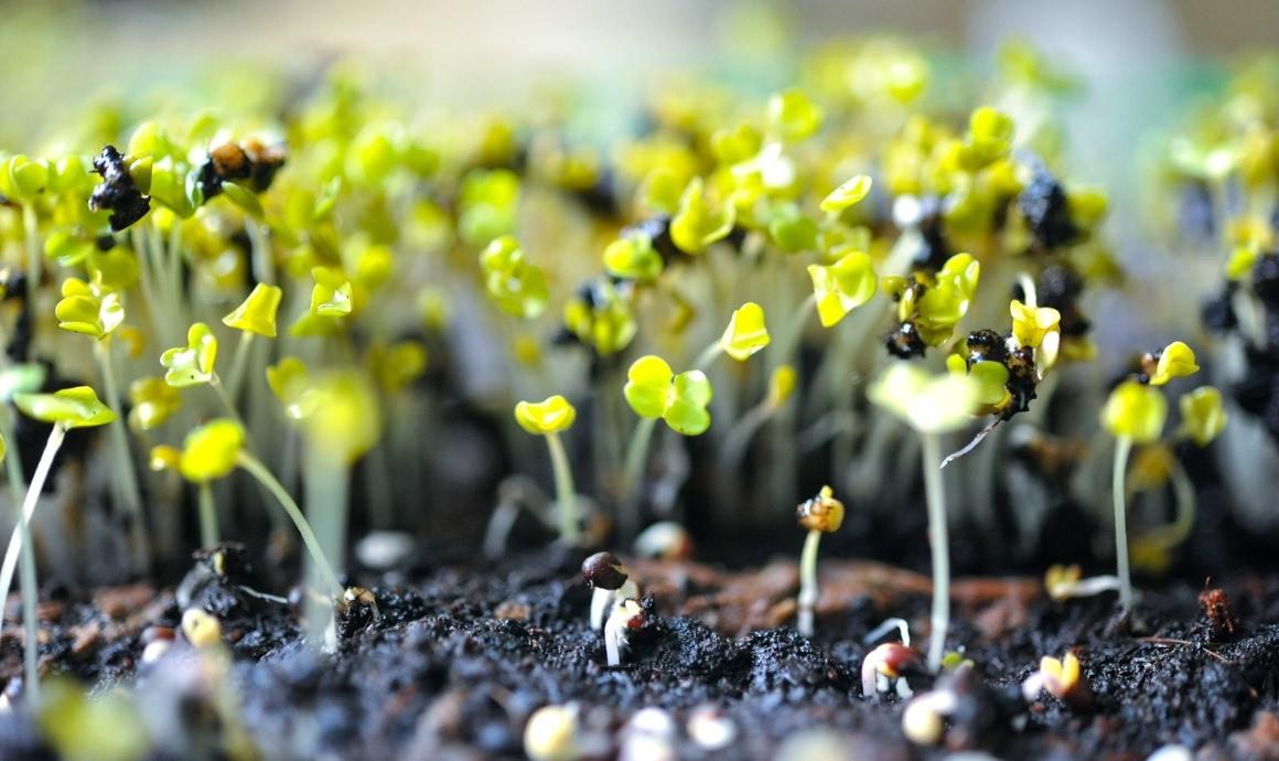 Microgreens: Arugula sprouts