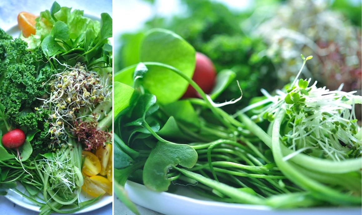 Salad with lots of microgreens and sprouts