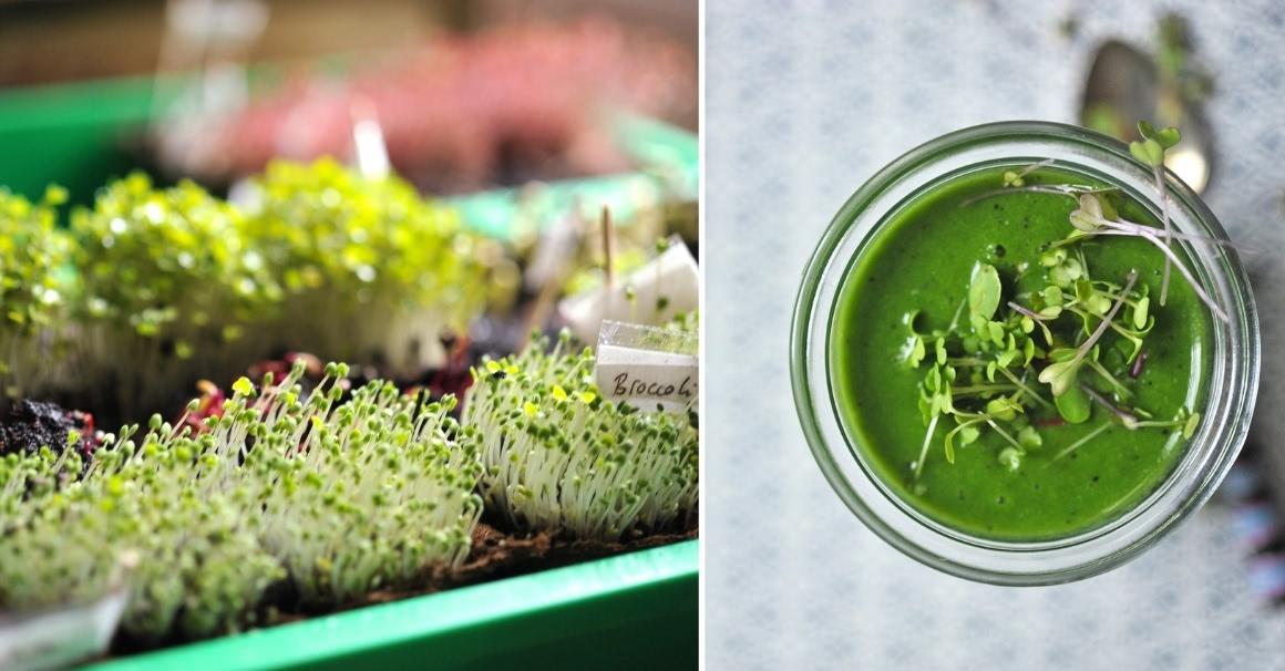 Grow microgreens and sprouts for smoothies and juices