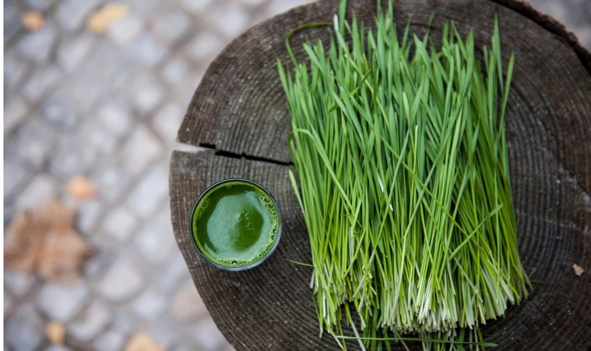 Slow Juicer for wheatgrass juice