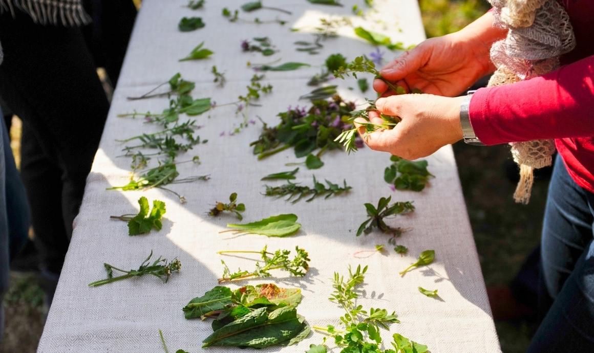 Results of wild herb collection are discussed and explained.