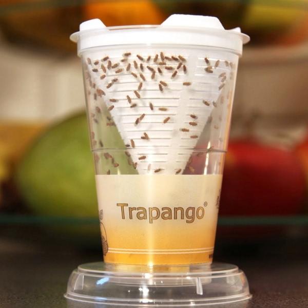 Trapango catch funnel with fruit flies