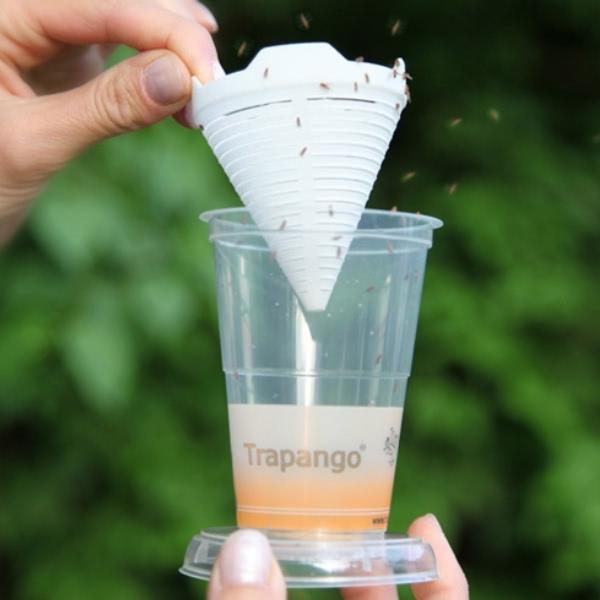 The catch funnel is removed and the fruit flies are released outside
